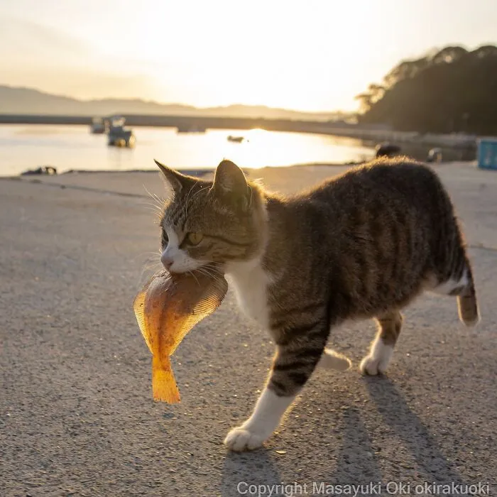 50 Captivating Images By Masayuki Oki Celebrating The Quirky And Playful Side Of Cats (New Pics)