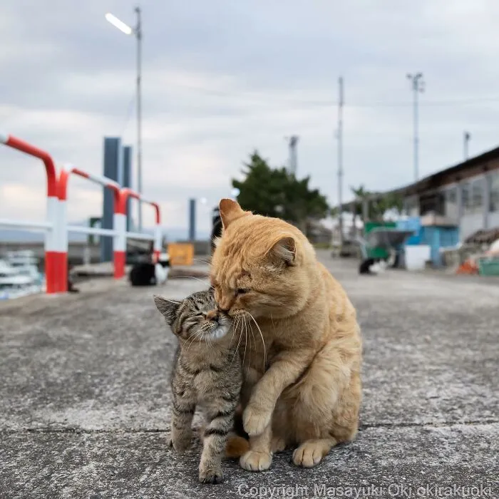 50 Captivating Images By Masayuki Oki Celebrating The Quirky And Playful Side Of Cats (New Pics)