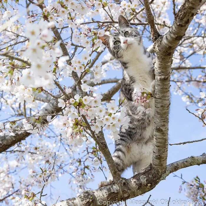 50 Captivating Images By Masayuki Oki Celebrating The Quirky And Playful Side Of Cats (New Pics)