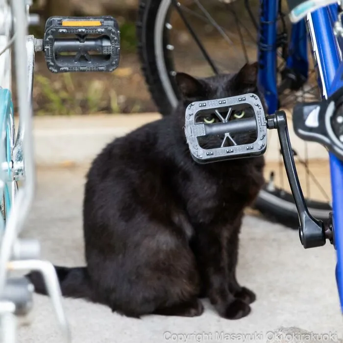 50 Captivating Images By Masayuki Oki Celebrating The Quirky And Playful Side Of Cats (New Pics)