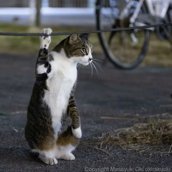 50 Captivating Images By Masayuki Oki Celebrating The Quirky And Playful Side Of Cats (New Pics)