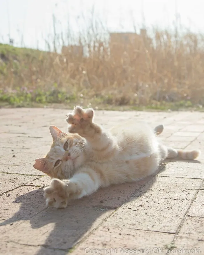 50 Captivating Images By Masayuki Oki Celebrating The Quirky And Playful Side Of Cats (New Pics)