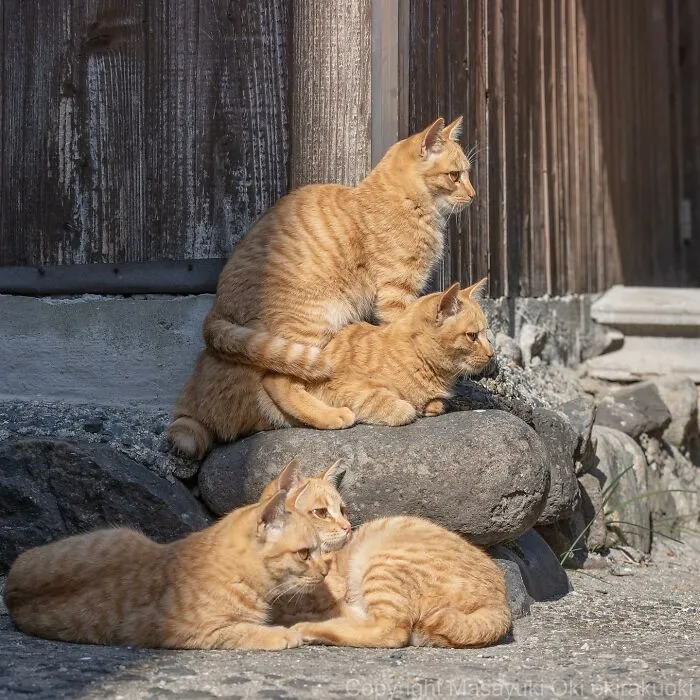 50 Captivating Images By Masayuki Oki Celebrating The Quirky And Playful Side Of Cats (New Pics)