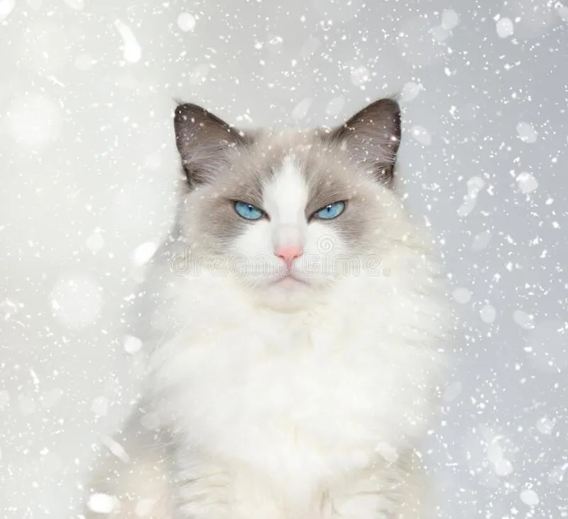 Photoshop This Cat Into A Popcorn Bucket