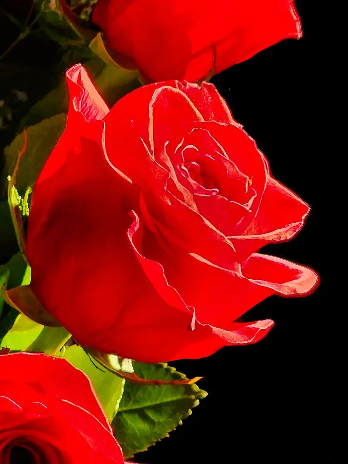 A Dozen Roses