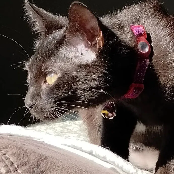 My New Kitty
