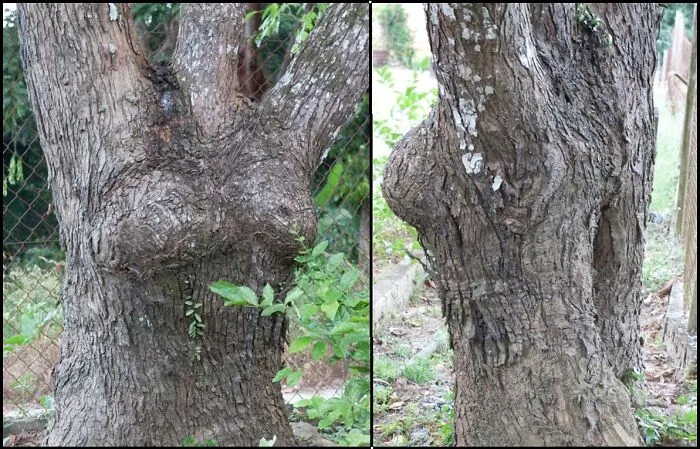 One Sëxy Tree