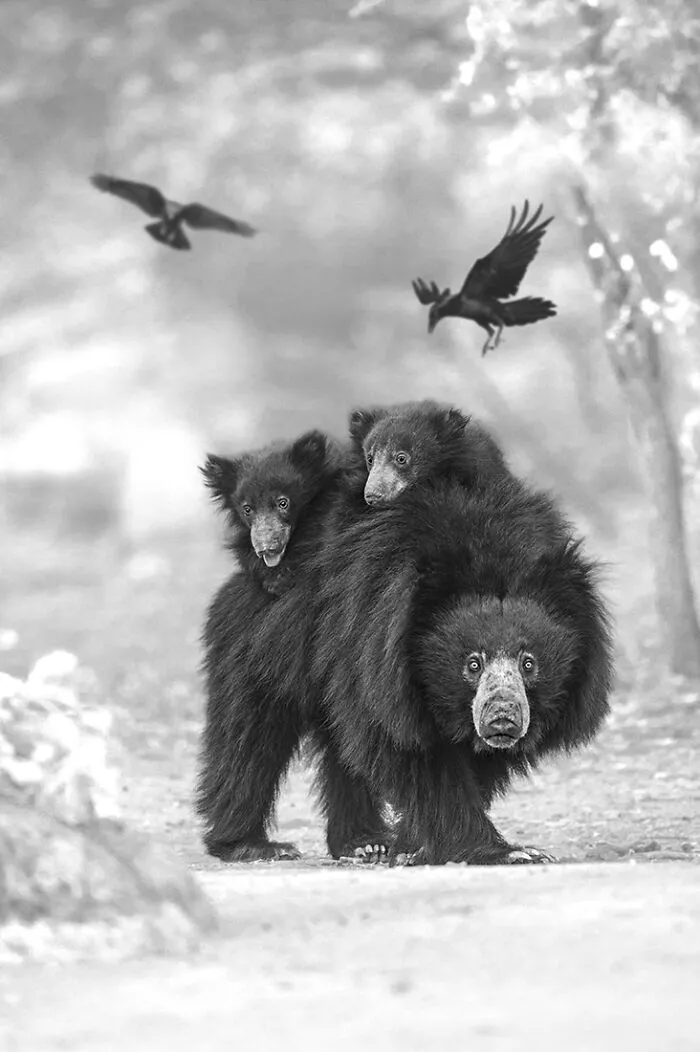 3rd Place In The Wildlife Category: "Baby Back" By Baiju Patil, India