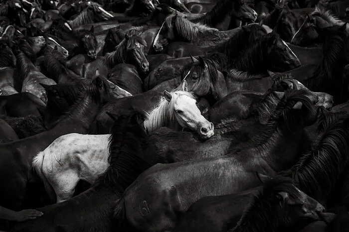 3rd Place In The Photojournalism Category: "Rapa Das Bestas" By Hans-Maximo Musielik, Mexico