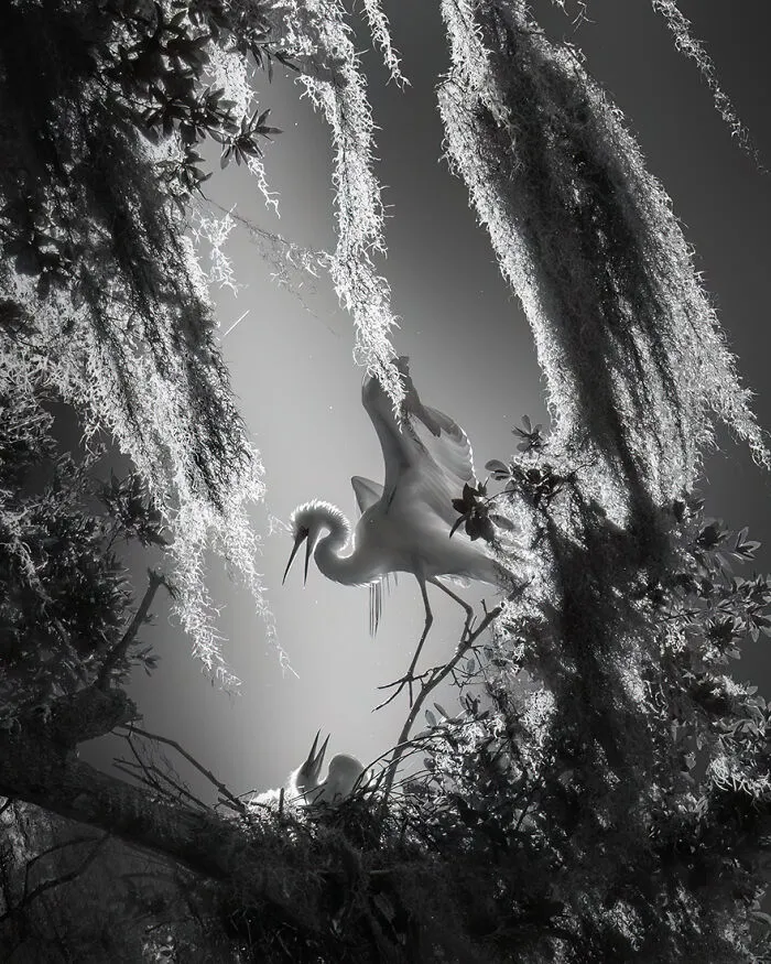 3rd Place In The Nature Category: "Love Language" By Fenqiang Liu, United States