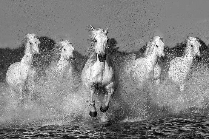 2nd Place In The Nature Category: "The Leader" By Xavier Ortega, Spain