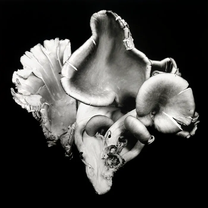 3rd Place In The Abstract Category: "Oyster Mushroom 6" By Dale M Reid, Canada