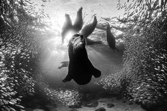 Monochrome Discovery Of The Year 2023: "My Kingdom" By Simon Biddie, United Kingdom