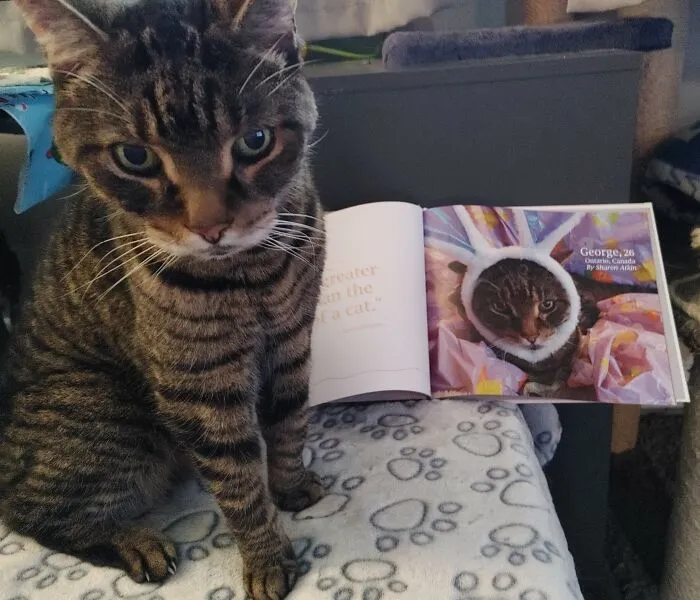 Senior Cats? We Love Them! Here Is Sweet George From Canada Who Was 26! When He Got Featured In One Of Our  Photobooks