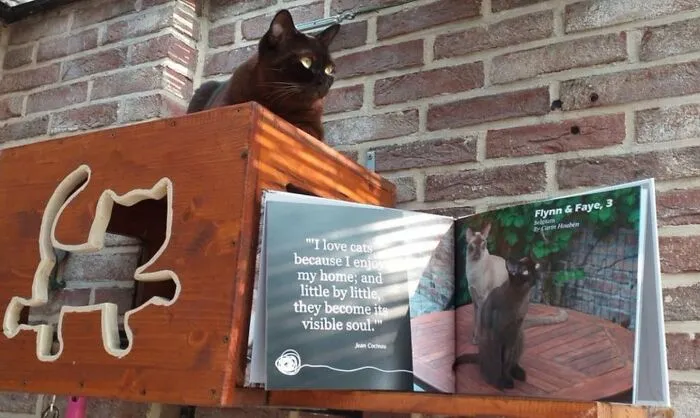 More Than One Cat? Not A Problem! Submit Their Entry In One Single Pic, Like Faye & Flynn From Belgium