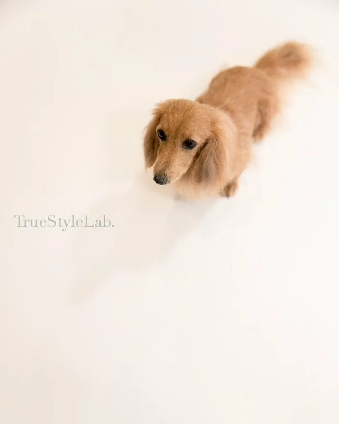 Artist Makes Hyper-Realistic Wool Animal Sculptures Through Needle Felting (18 Pics)