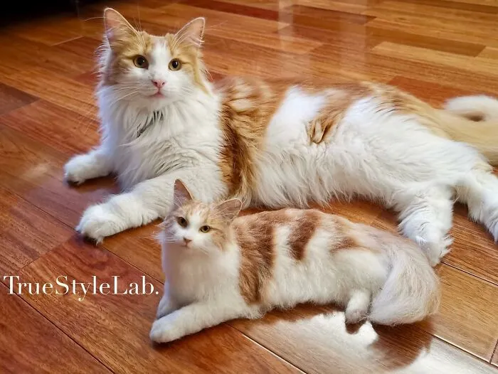 Artist Makes Hyper-Realistic Wool Animal Sculptures Through Needle Felting (18 Pics)