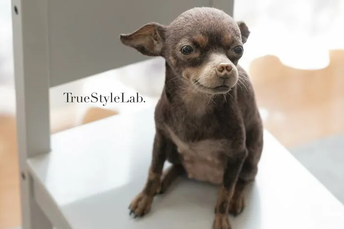 Artist Makes Hyper-Realistic Wool Animal Sculptures Through Needle Felting (18 Pics)