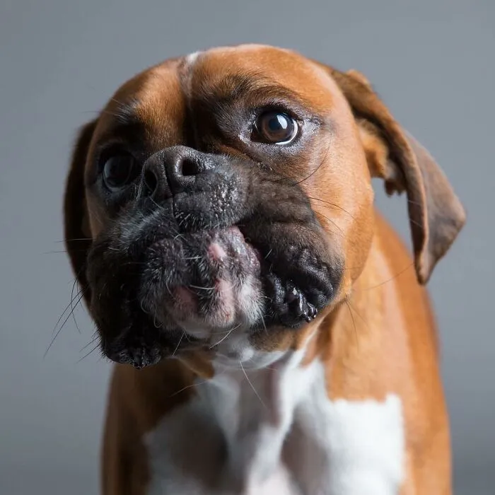 Derpy dog with a lovable expression, showcasing its adorable features and quirky charm.