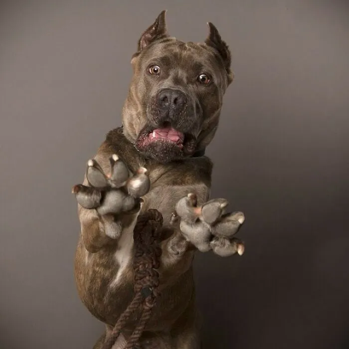 Derpy Dogs: 30 Adorable Photographs Of Paws, Noses, And Wagging Tails By Kevin Sarasom