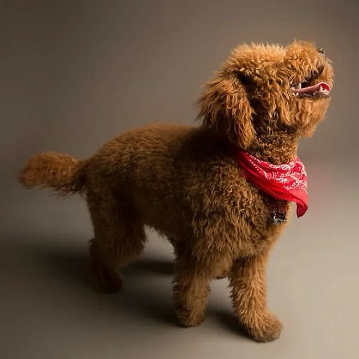 Adorable derpy dog with a red bandana, fluffy curls, and wagging tail captured by Kevin Sarasom.
