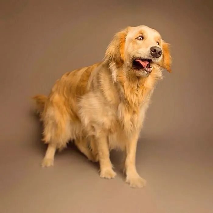 Derpy dog with a goofy expression, showcasing its golden fur and wagging tail.