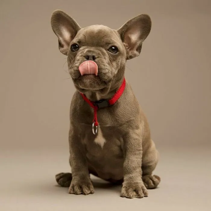 Cute derpy dog with a red collar, sitting and licking its nose.