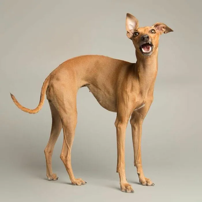 Derpy Dogs: 30 Adorable Photographs Of Paws, Noses, And Wagging Tails By Kevin Sarasom
