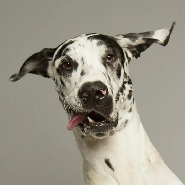 Derpy Dogs: 30 Adorable Photographs Of Paws, Noses, And Wagging Tails By Kevin Sarasom