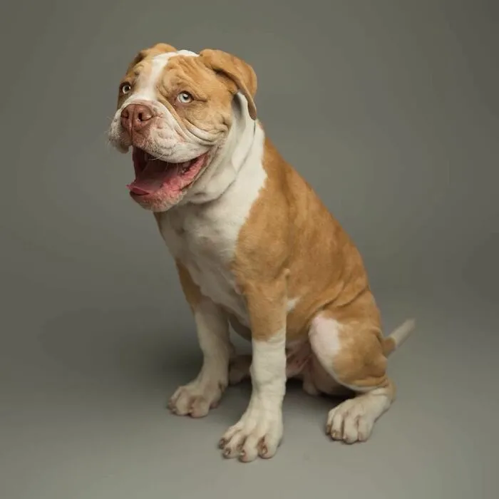 Derpy Dogs: 30 Adorable Photographs Of Paws, Noses, And Wagging Tails By Kevin Sarasom