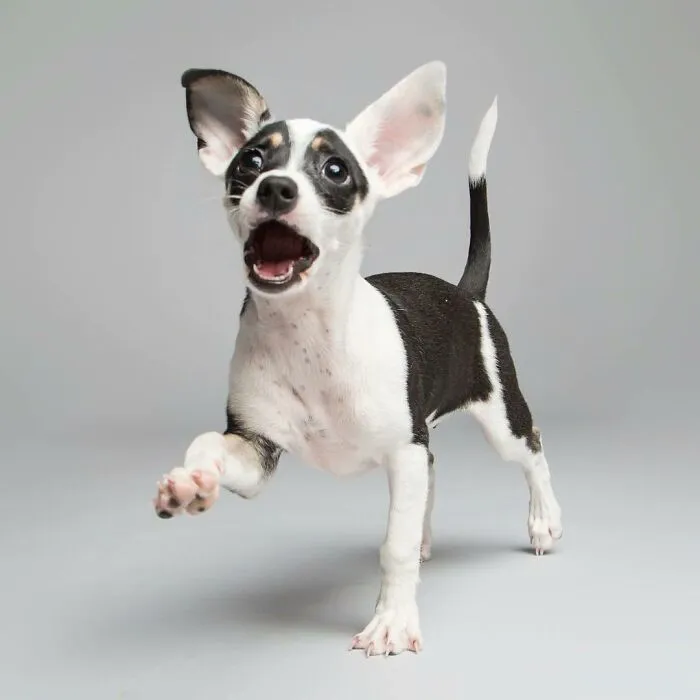 Derpy Dogs: 30 Adorable Photographs Of Paws, Noses, And Wagging Tails By Kevin Sarasom