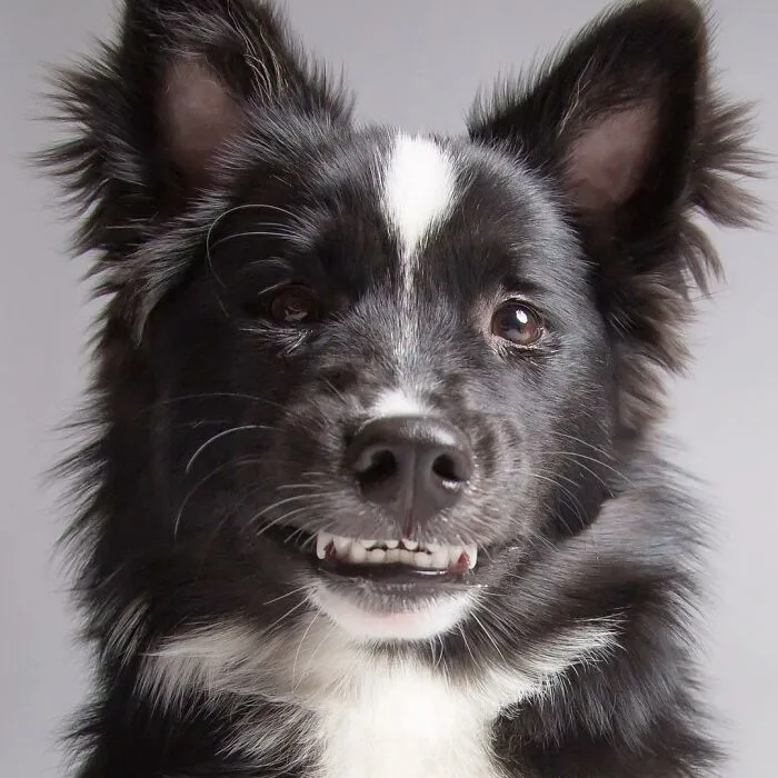 Derpy Dogs: 30 Adorable Photographs Of Paws, Noses, And Wagging Tails By Kevin Sarasom