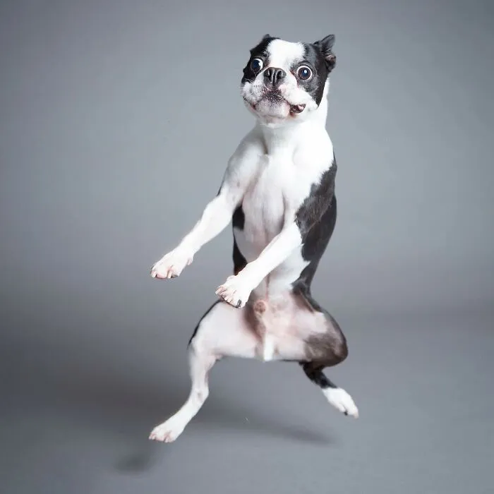 Derpy dog mid-air with surprised eyes, highlighting paws and wagging tail against a plain background.