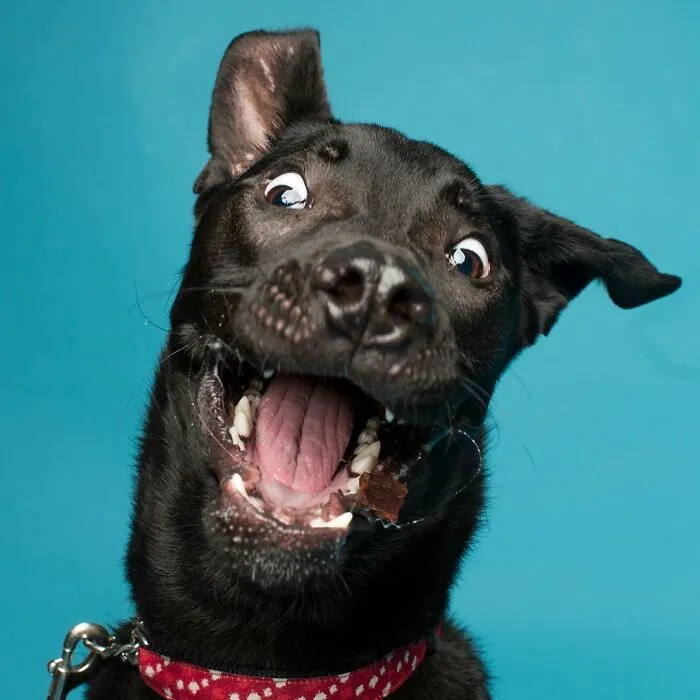 Derpy Dogs: 30 Adorable Photographs Of Paws, Noses, And Wagging Tails By Kevin Sarasom
