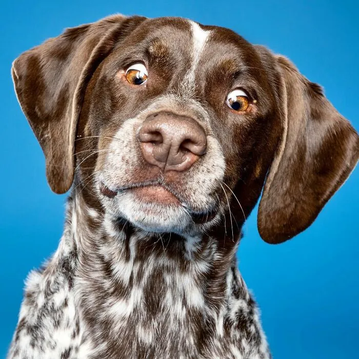 Derpy Dogs: 30 Adorable Photographs Of Paws, Noses, And Wagging Tails By Kevin Sarasom