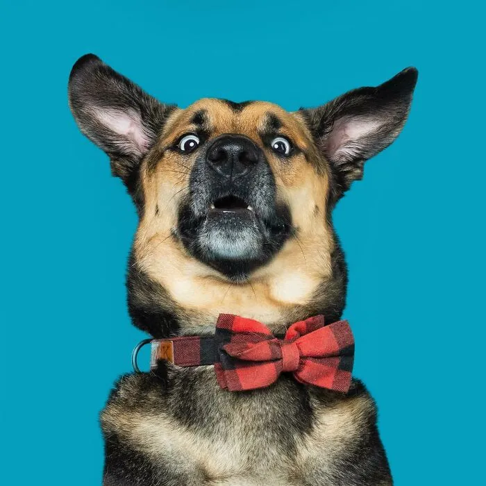 Derpy Dogs: 30 Adorable Photographs Of Paws, Noses, And Wagging Tails By Kevin Sarasom