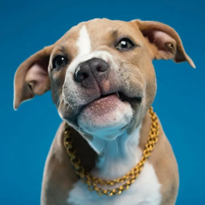 Derpy Dogs: 30 Adorable Photographs Of Paws, Noses, And Wagging Tails By Kevin Sarasom