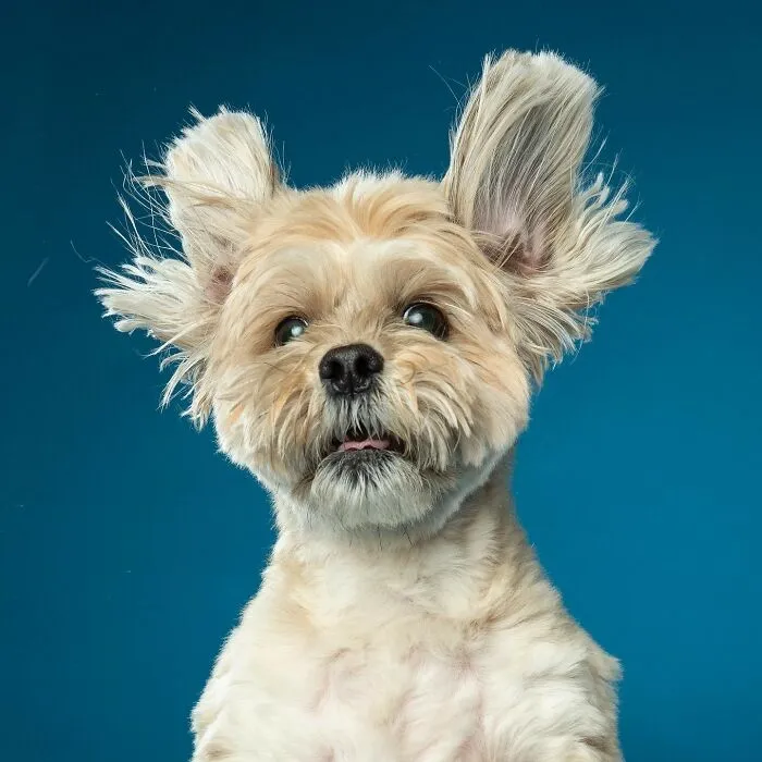 Derpy Dogs: 30 Adorable Photographs Of Paws, Noses, And Wagging Tails By Kevin Sarasom