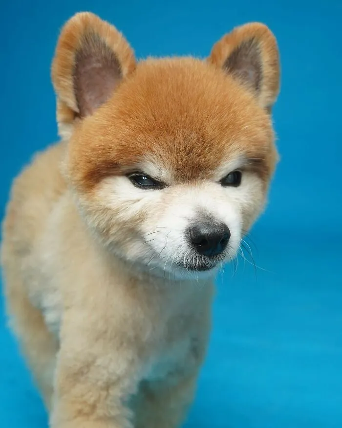 Derpy Dogs: 30 Adorable Photographs Of Paws, Noses, And Wagging Tails By Kevin Sarasom