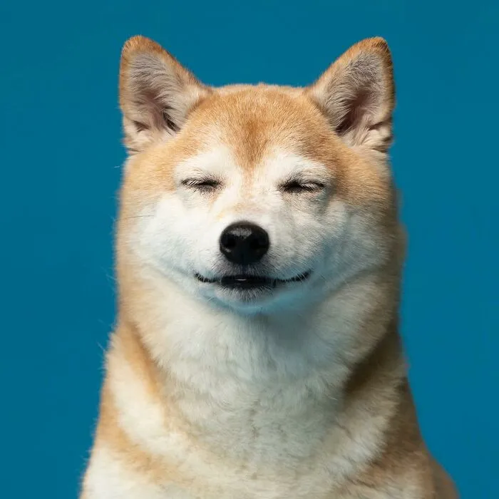 Derpy Dogs: 30 Adorable Photographs Of Paws, Noses, And Wagging Tails By Kevin Sarasom