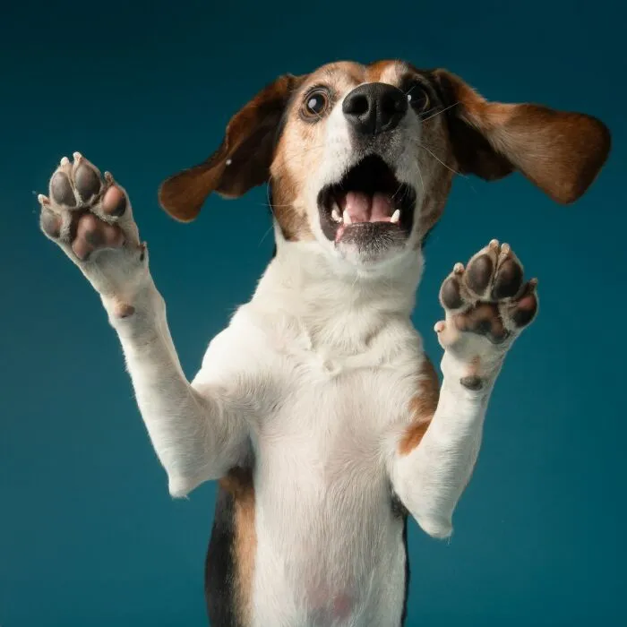 Derpy dog with raised paws and a playful expression against a blue background.