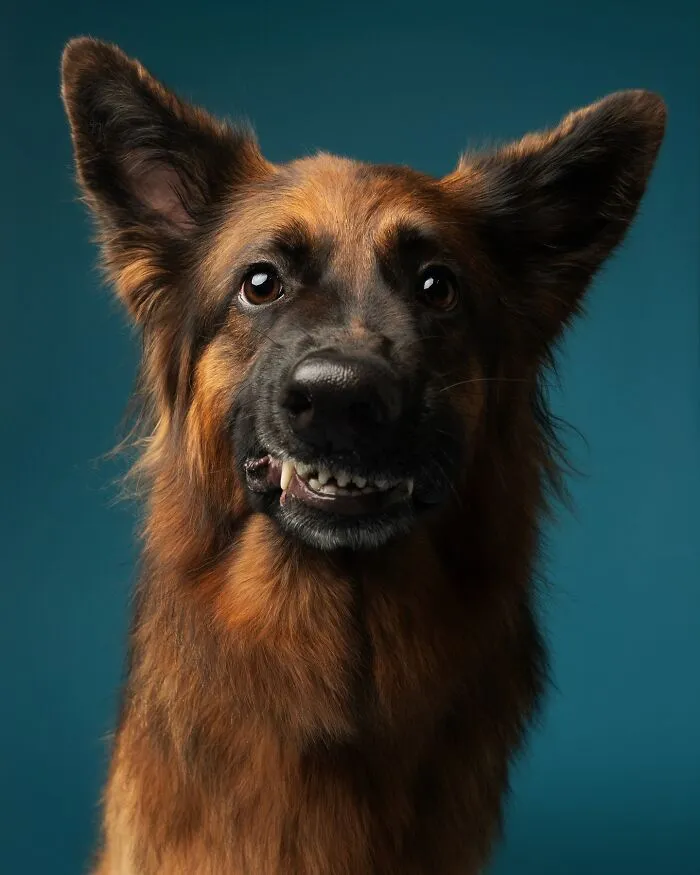 Derpy Dogs: 30 Adorable Photographs Of Paws, Noses, And Wagging Tails By Kevin Sarasom