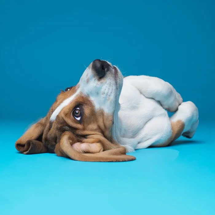 Derpy Dogs: 30 Adorable Photographs Of Paws, Noses, And Wagging Tails By Kevin Sarasom