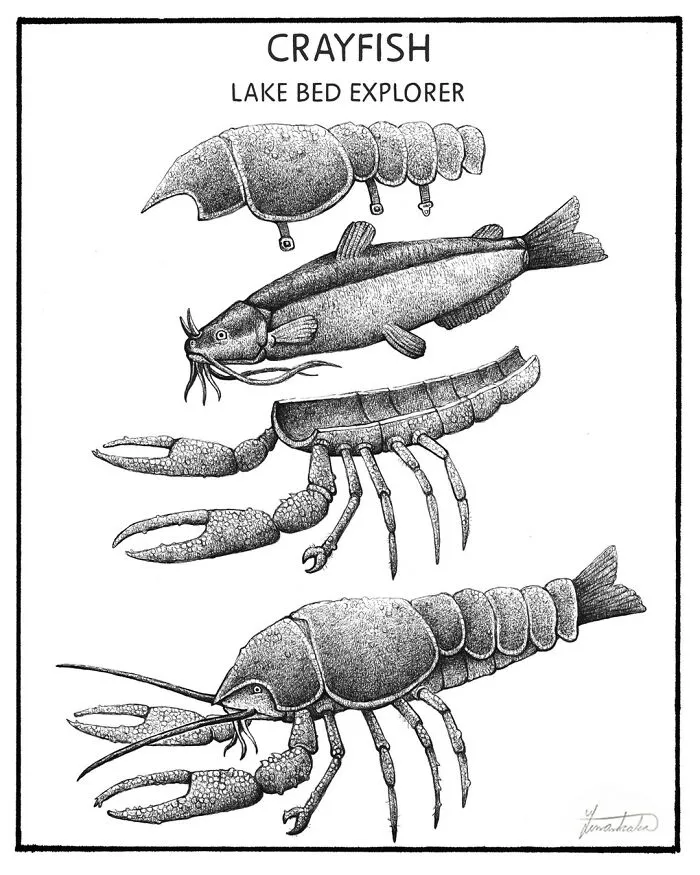 30 Nonsensical Scientific Illustrations Of Wildlife By Tim Andraka