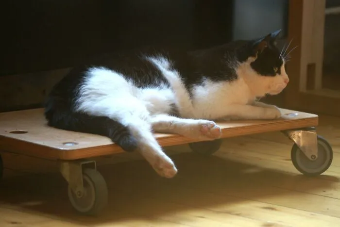Winnie And Her "Skateboard"