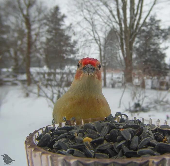 Woman Put a Camera On Bird Feeder In Her Yard, Here Is What It Has Caught (35 New Pics)