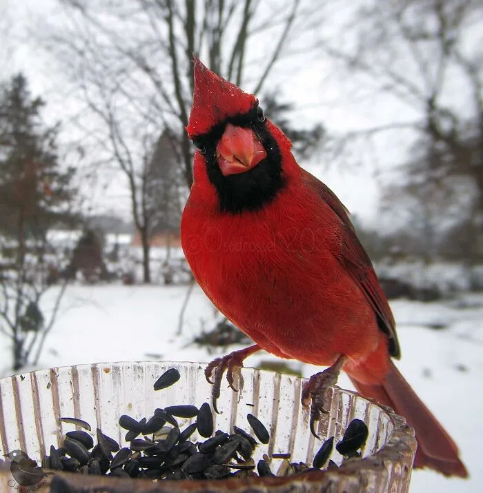 Woman Put a Camera On Bird Feeder In Her Yard, Here Is What It Has Caught (35 New Pics)