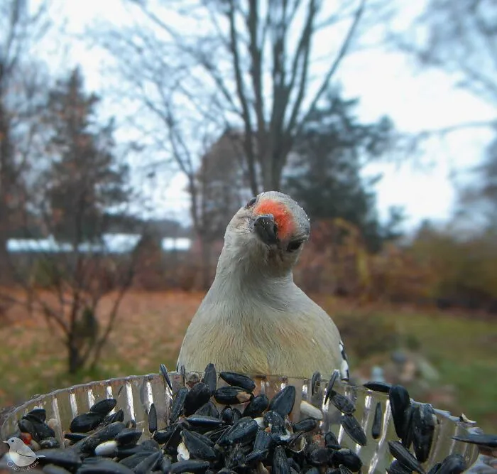Woman Put a Camera On Bird Feeder In Her Yard, Here Is What It Has Caught (35 New Pics)