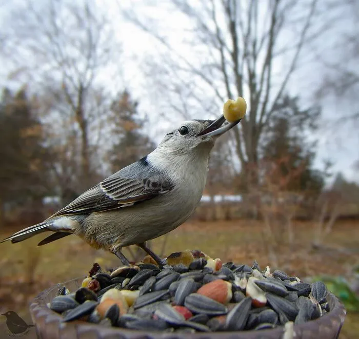 Woman Put a Camera On Bird Feeder In Her Yard, Here Is What It Has Caught (35 New Pics)