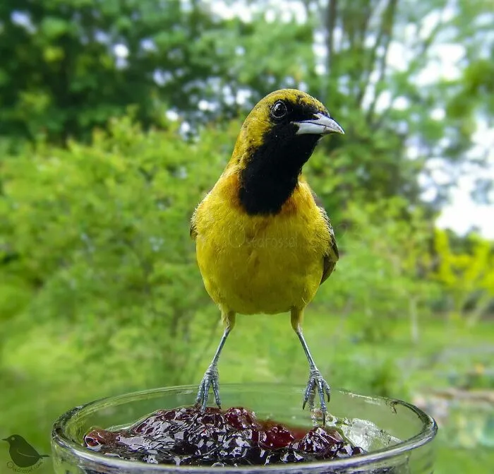 Woman Put a Camera On Bird Feeder In Her Yard, Here Is What It Has Caught (35 New Pics)
